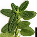 SpeciesSub: subsp. grandiflorum